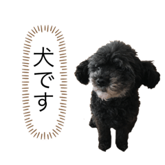 犬のスタンプ（黒トイプードル） | LINEスタンプ | Rion