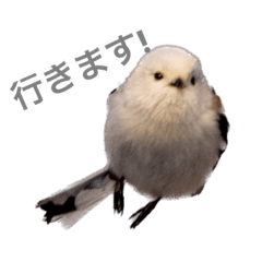 [LINEスタンプ] 北海道野鳥小動物by myphoto 1