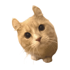 [LINEスタンプ] キンカロー天使
