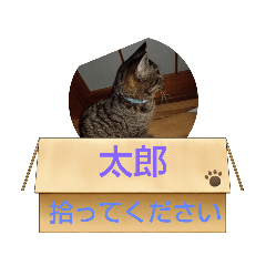 [LINEスタンプ] ☆太郎の日常⑨