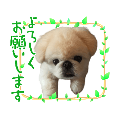 [LINEスタンプ] はなまるペキ