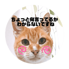 [LINEスタンプ] 毎日、猫