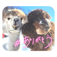 [LINEスタンプ] アルパカちゃん達