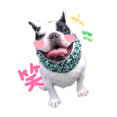 [LINEスタンプ] ブサカワらんまるスタンプ