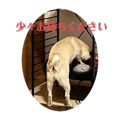 [LINEスタンプ] パグ犬きなこ2