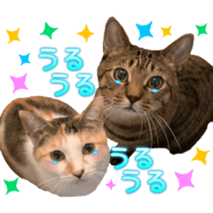 [LINEスタンプ] Johnny ＆ Chocola ＆ かりん ⑪