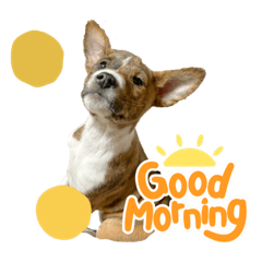 [LINEスタンプ] ⭐️Basenji Royの日常スタンプ⭐️