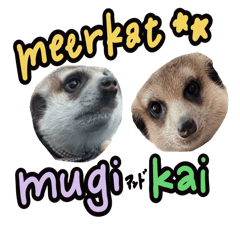[LINEスタンプ] ミーアキャットのムギカイ