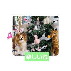 [LINEスタンプ] ぱぴぱぴパピヨン107