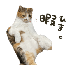 [LINEスタンプ] 三毛猫じじ♀3
