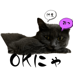 [LINEスタンプ] 猫のOK