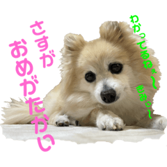 [LINEスタンプ] もふもふマリンちゃん4