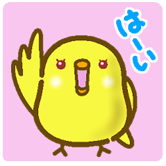 [LINEスタンプ] 毎日◎まるまる黄色インコさん