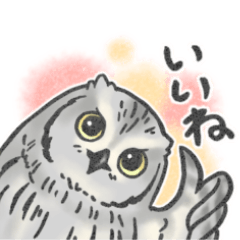 [LINEスタンプ] 年中使える、ゆるっとサバクコノハズク