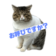 [LINEスタンプ] 野良猫ボブのスタンプ