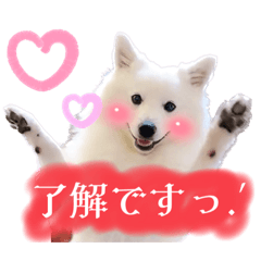 [LINEスタンプ] 日本スピッツ★自来也②(敬語版)