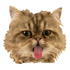 [LINEスタンプ] ペルシャのジルくん顔だけ絵文字