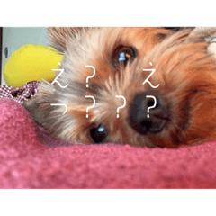 [LINEスタンプ] こむぎですが