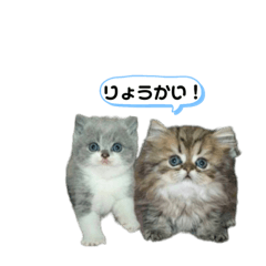 [LINEスタンプ] クマちゃんトラちゃん