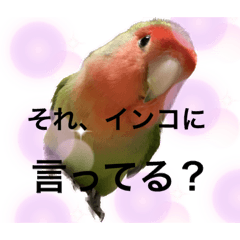 [LINEスタンプ] うちのbirdたち2