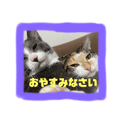 [LINEスタンプ] クロエ家の日常