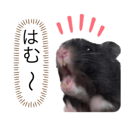 [LINEスタンプ] クロクマくんのスタンプ