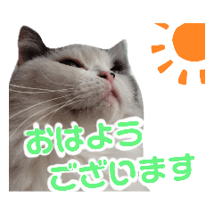 [LINEスタンプ] 猫にゃんかわいいスタンプ