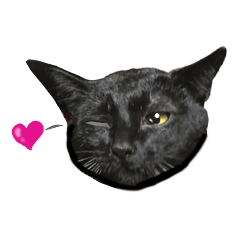 [LINEスタンプ] 黒猫MOONの日常会話