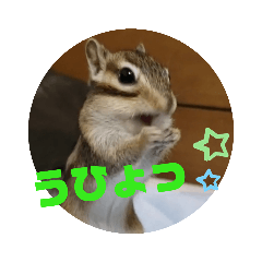 [LINEスタンプ] シマリスジャムと茶々と一緒