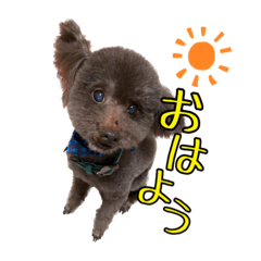 吉田家のお犬様たち | LINEスタンプ | ayuukun