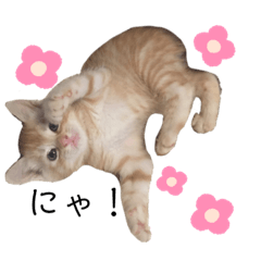 [LINEスタンプ] 茶トラくんとハチワレちゃん