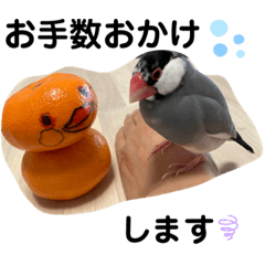 [LINEスタンプ] 桜文鳥わすけ あいさつするわす