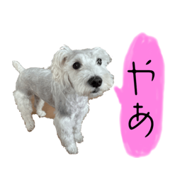 [LINEスタンプ] ミニチュア・シュナウザー 白