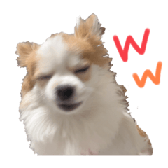 [LINEスタンプ] ぱぴこの日常(犬)