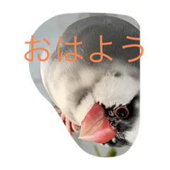 [LINEスタンプ] 文鳥のなすスタンプ