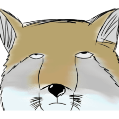 [LINEスタンプ] ほへぇ（狐）の画像（メイン）